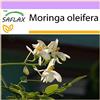 SAFLAX - Albero del rafano - 10 semi - Moringa oleifera