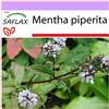 SAFLAX - Menta piperita - 300 semi - Mentha piperita