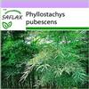 SAFLAX - Moso/Bambù gigante - 20 semi - Phyllostachys pubescens