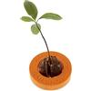 R&R SHOP Avocado Germinator- Vaso Galleggiante per Germinazione Avocado, Kit per la Crescita Seme, Plastica di Mais 100% (Arancio)