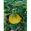 GHINO DI TACCO SEMI POMODORO CUORE DI BUE GIALLO-NOVITA'!!!!-