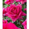 Bakker Rosa grandiflora 'Criterion'-cad.-Rose