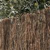 STI Arella Stipa Recinzione coperture divisori ombreggiante Resistente 100X300cm