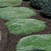 SVI 500 Semi di muschio irlandese Semi Ground Cover perenni Semi Sagina