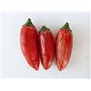 GHINO DI TACCO SEMI PEPERONCINO JALAPENO