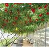 nulala Semi di pomodoro albero italiano, 20pcs Tomato TreeSeeds, pianta in vaso, pianta dell'albero, semi di verdure speciali per abbellire il giardino di casa