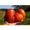 GHINO DI TACCO SEMI POMODORO CUORE DI BUE GIGANTE