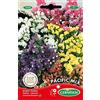 Germisem Pacific Mix Semi di Statice 0.5 g