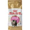 Royal Canin Race Persan crocchette per gattino