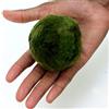 Biotope Aquatics Ltd 2 x extra large da 5 a 7 cm Marimo Moss Ball - Live acquario acquatico Fish Tank Luffy Plant Cladophora - ammoniaca