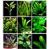 Aquatic Discounts 25 piante vive per acquario / 9 diversi tipi - Echinodorus amazonicus, Anubias, felce di Giava, Ludwigia e molte altre Un bel gruppo di piante acquatiche per acquari da 45 - 68 litri.