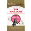 Royal Canin Maine Coon Kitten cats dry food 2 kg