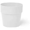 Erba Coprivaso Dubai cm 7x7 latte