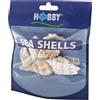 Hobby, Set di Conchiglie di Mare