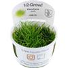 TROPICA 1-2-GROW! ELEOCHARIS ACICULARIS - Mini PIANTA Acquario Dolce AQUASCAPING