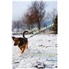 Haqihana Libro : "Aiuto, il mio cane tira!"