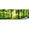 ARTBAY Foresta Poster XXL - Panorama Stampa - 118,8 x 42 cm, inondata di Sole Magico, Foresta Nativa | Poster Natura | qualità Superiore