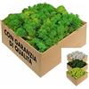 GJS Muschio stabilizzato - vero muschio decorativo naturale vivo conservato (finto lichene slandese) - colorato in modo diverso - per decorazioni, modellismo, terrario, parete (4kg, verde a foglia)