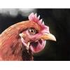 James Coates Biglietto di auguri di gallina, gallina, gallina, gallo, vuoto, con pittura di pollo, formato A5