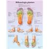 3B Scientific Poster di riflessologia plantare in italiano, mappa delle zone riflesse per massaggio, riflessologia, studenti e formazione sanitaria