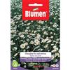 Blumen margherita selvatica bianca prati