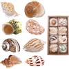 SINKOO 8 Pezzi di Conchiglie di Paguro, Dimensioni 6-9 cm, per Medie e Grandi Dimensioni, Forniture Naturali per Paguri e Decorazioni da Spiaggia
