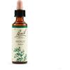 Schwabe pharma Holly Bach 20 Ml
