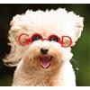 Croci Occhiali per Cani, Occhiali da Sole per Cani con Coulisse Regolabile e Laccetto in caucciù, Occhiali per Animali Domestici | Fantasia Good | Misura 8,5 CM, Multicolor, C7057143