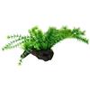 Hobby Flora Root 3L - Pianta per Acquopfilia 30 cm