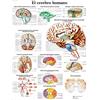 3B Scientific - Laminato Cervello Umano Poster - Poster di Anatomia Protetto da UV e Polvere per Studio, Insegnamento e Cliniche