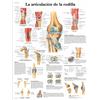 3B Scientific VR3174UU Poster anatomico, l'Articolazione della Rotella