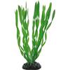 Hobby Vallisneria - 20 cm