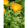 Amicafarmacia TSA CALENDULA OFFICINALIS 50ML