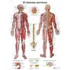 3B Scientific Poster anatomico del sistema nervoso umano in spagnolo, sistema centrale e periferico per medicina e infermieristica