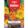Blumen nasturzio rampicante in miscuglio