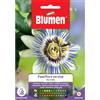 Blumen passiflora cerulea blu cielo