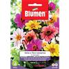 Blumen dalia a fiore semplice in miscuglio