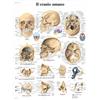3B Scientific Tavola educativa del cranio umano, ossa craniche, scheletro facciale e base cranica per medicina e odontoiatria