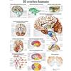 3B Scientific Poster anatomico del cervello umano in spagnolo, tavola di neuroanatomia per medicina, neurologia e infermieristica