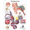 3B Scientific Poster anatomico dell'orecchio umano in inglese, tavola dell'orecchio per medicina, infermieristica e audiologia