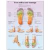 3B Scientific - Laminato Zona Riflessologia del Piede Massaggio Poster - Poster di Anatomia Protetto da UV e Polvere per Studio, Insegnamento e Cliniche