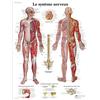 3B Scientific Poster anatomico del sistema nervoso umano in francese, tavola del sistema nervoso per medicina, infermieristica e formazione sanitaria