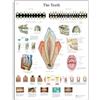 3B Scientific Tavola educativa dei denti umani, anatomia dentale, struttura del dente e salute orale per odontoiatria e medicina