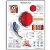 3B Scientific Poster anatomico dell'occhio umano, struttura dell'occhio e visione per medicina, optometria e infermieristica