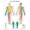 3B Scientific Poster anatomico dei nervi spinali in francese, nervi periferici per medicina, neurologia e formazione sanitaria
