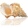 Jangostor Grandi Conchiglie di Mare Naturali, Enormi 17-20 CM (5)