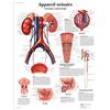 3B Scientific Apparato Urinario Tavola Didattica Anatomica su Carta, Multicolore, 50 x 67 cm