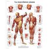 3B Scientific Poster la Muscolatura Umana