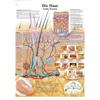 3B Scientific Poster anatomico della pelle umana in tedesco, struttura cutanea e dermatologia per medicina, infermieristica e biologia