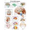 3B Scientific - Laminato Cervello Umano Poster - Poster di Anatomia Protetto da UV e Polvere per Studio, Insegnamento e Cliniche